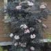 Sadnice - žbunaste vrste: Crna zova – Sambucus nigra Black lace, slika1